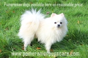 Pomeranian Dogs For Sale