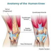 Knee MRI Scan