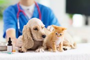 Expert Pets Care in NYC for a Healthier,  Happier Companion!