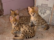Cheetah ,  Serval,  ocelot kittens available